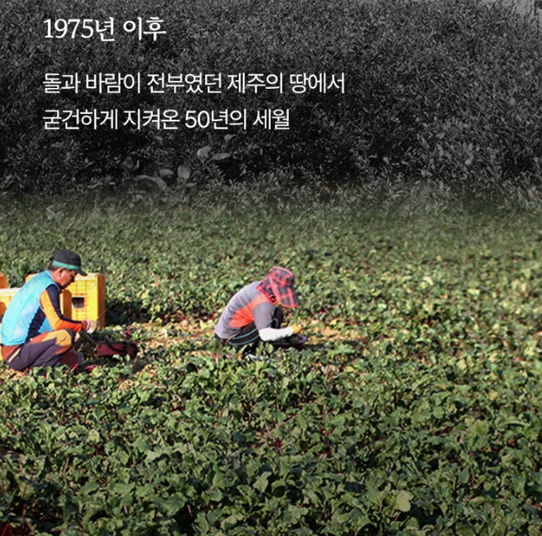 청룡농원 제주산 레드비트즙 110ml x 75포 [원산지:국산(제주특별자치도 제주시)] 상세 이미지 7