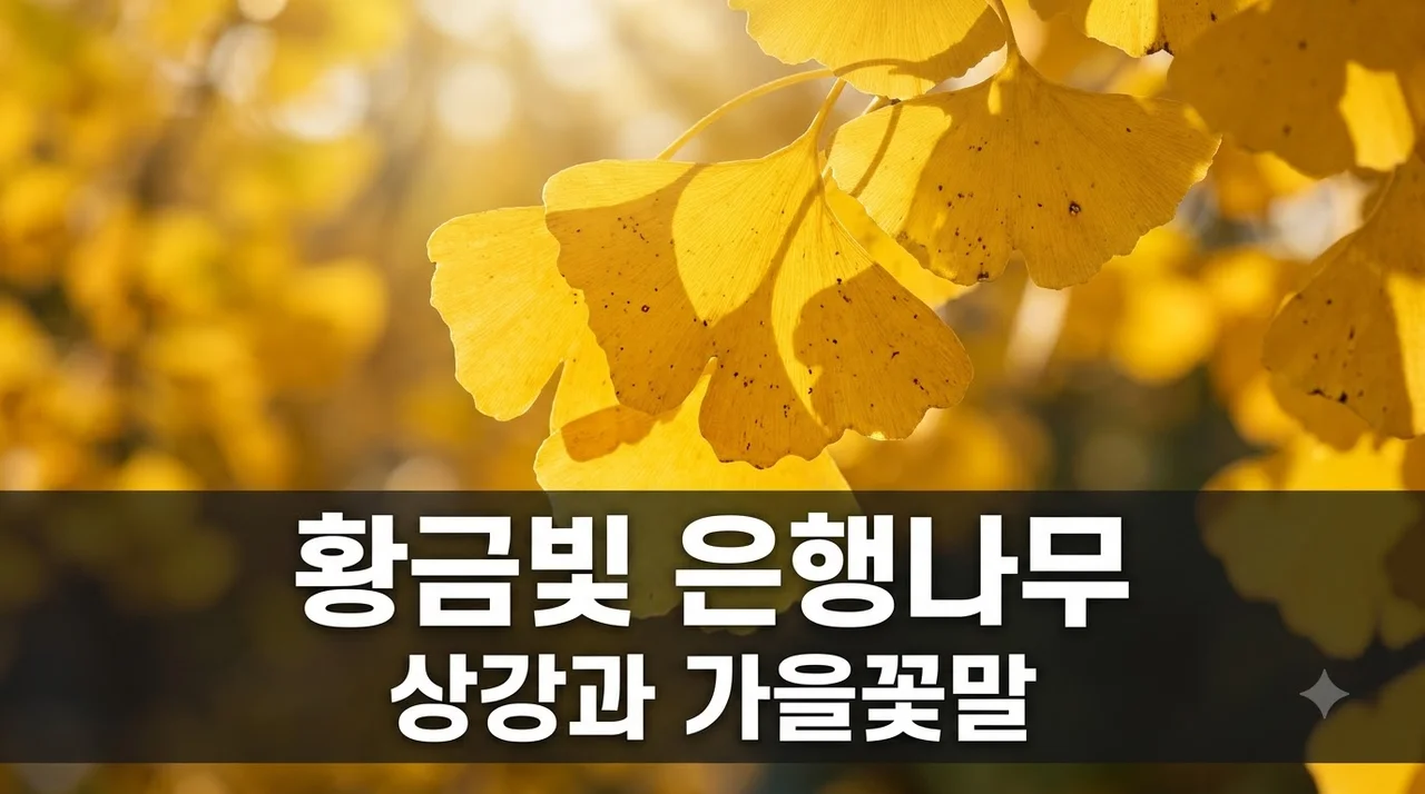 은행나무 노란 단풍과 꽃말, 상강 날짜 및 절정 시기 총정리