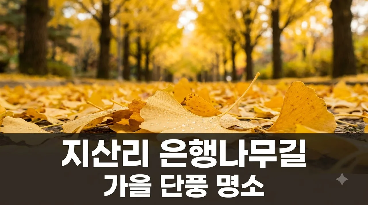 청주 지산리 은행나무길 가을 단풍 시기와 주차 정보 총정리